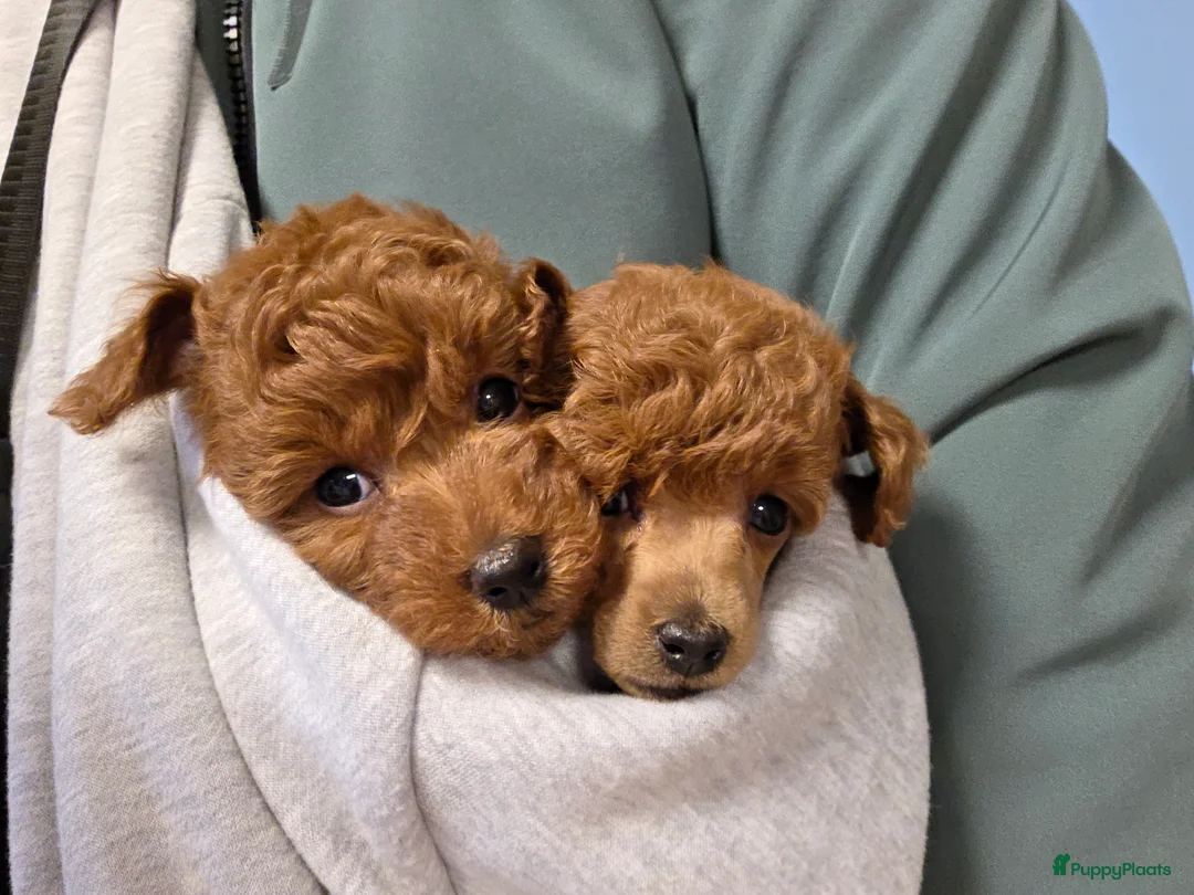 Galerij afbeelding {{count}}