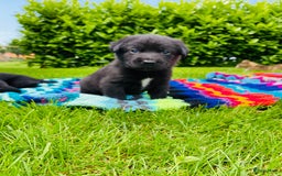 Labrador Retriever honden te koop: Labrador x Friese Stabij pups - Afbeelding 1
