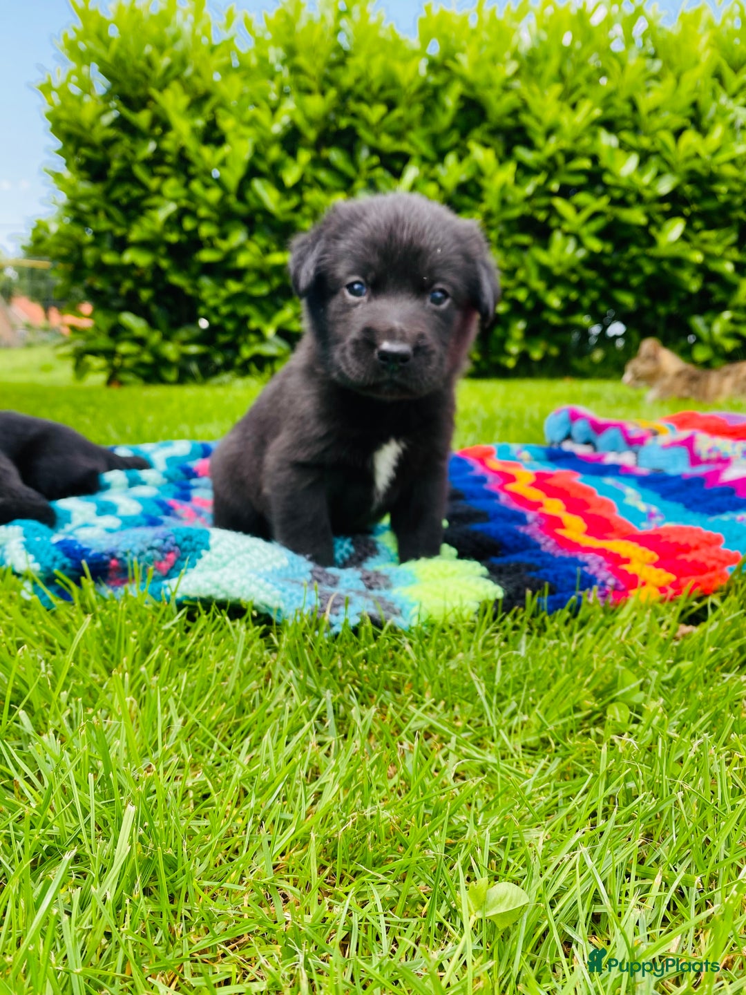 Labrador Retriever honden te koop: Labrador x Friese Stabij pups - Afbeelding 1