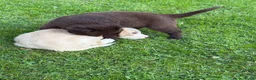 Kruising honden te koop: Dertien schattige snoetjes zoeken een nieuw thuis - Advertentie 9