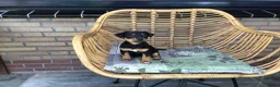 Jack Russel Terriër honden te koop: Mooie lieve Jack Russel puppy’s  - Advertentie 4
