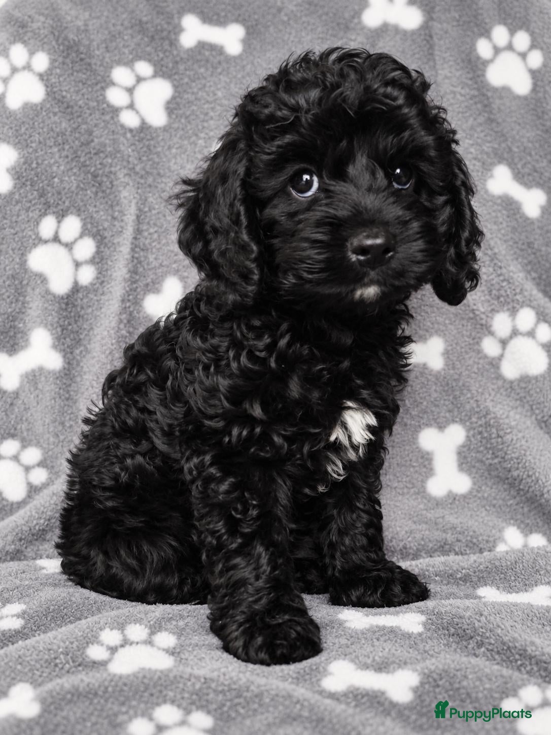 Cockapoo honden F1 mini cockapoo pups, mogen het nest verlaten  - Advertentie 7