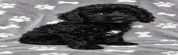 Cockapoo honden te koop: F1 mini cockapoo pups, mogen het nest verlaten  - Advertentie 2