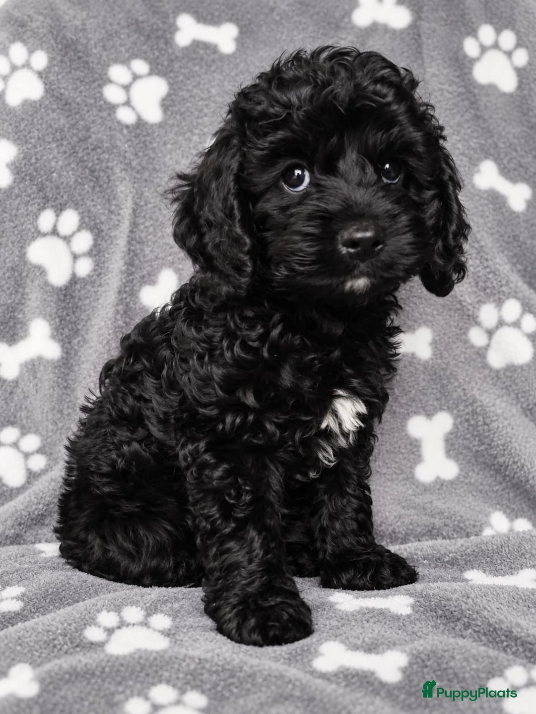 Cockapoo honden te koop: F1 mini cockapoo pups, mogen het nest verlaten  - Advertentie 2