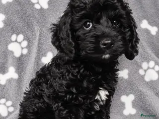 Cockapoo honden F1 mini cockapoo pups, mogen het nest verlaten - Advertentie 7