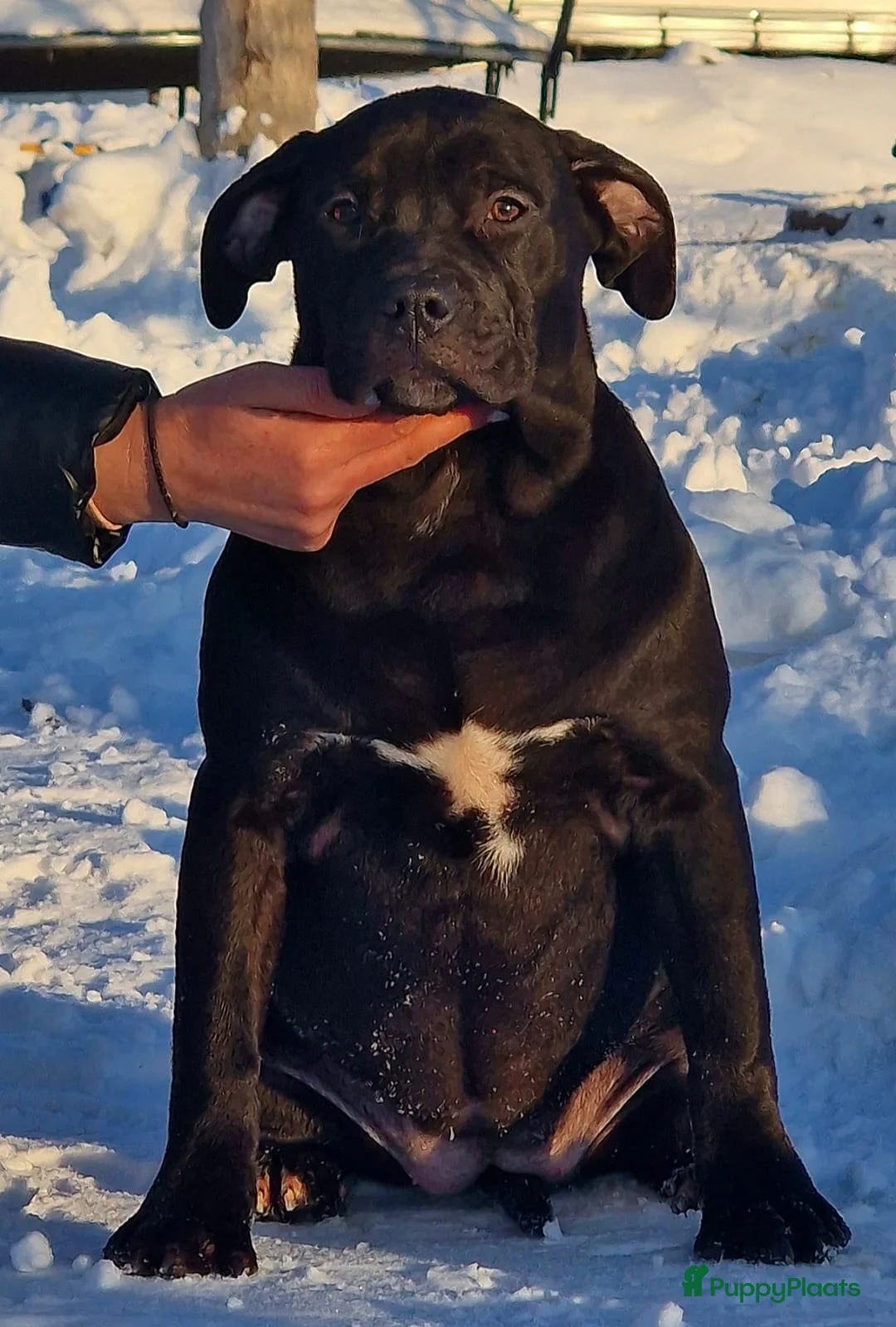 Amerikaanse Bully honden te koop: ABKC XL PUPS BEKENDE INTERNATIONALE BLOEDLIJNEN! - Advertentie 5