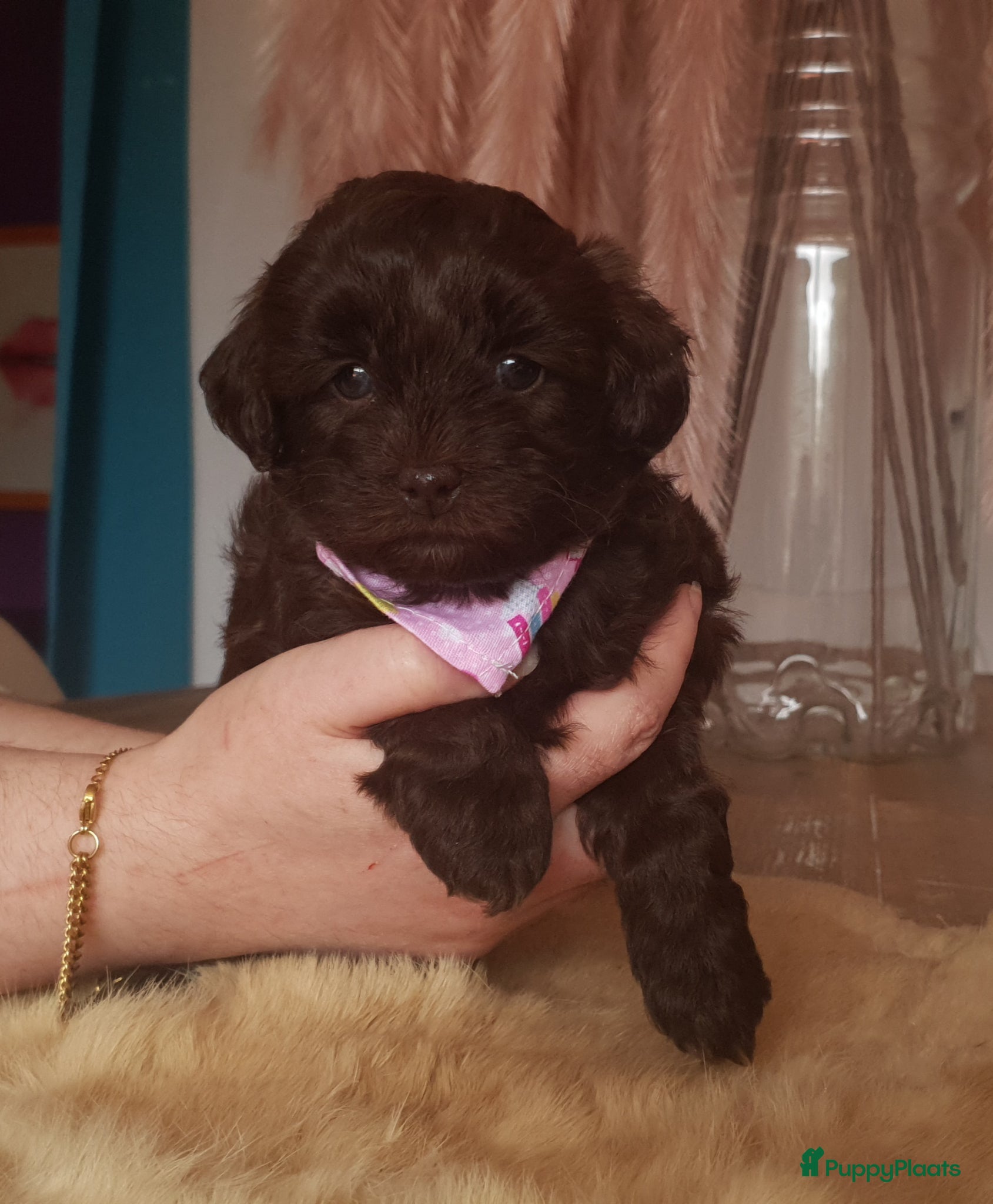 Shihpoo honden Shihpoo/Toypoedel Pups - Advertentie 1