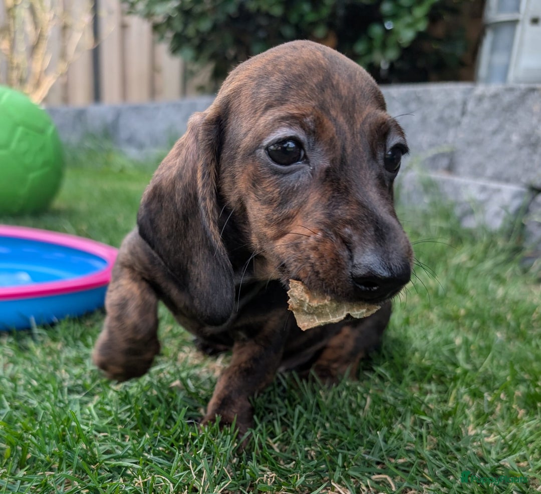 Teckel (korthaar)  honden te koop: Superlieve kortharige dwergteckels  - Afbeelding 6