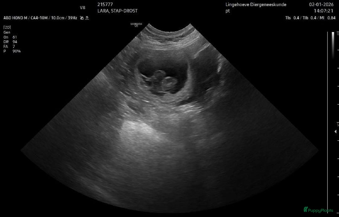 Labrador Retriever honden te koop: Verwacht labradorpups – voorjaar 2026 - Advertentie 3