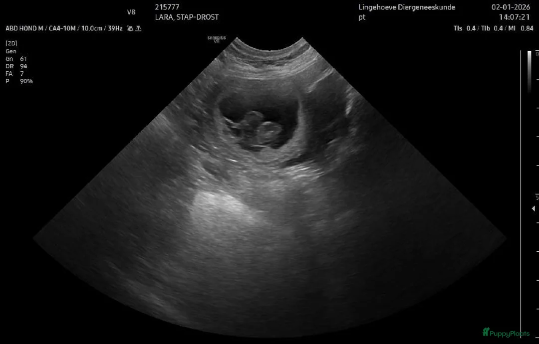 Labrador Retriever honden te koop: Verwacht labradorpups – voorjaar 2026 - Advertentie 3