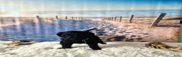 Labradoodle honden te koop: LAATSTE labradoodle pup🩵 - Advertentie 11