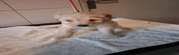 Labradoodle honden te koop: mooie pups labradoodles  3 reutjes - Advertentie 6