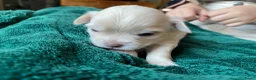 Chihuahua honden te koop: Langharige Chihuahua puppy’s  - Advertentie 24