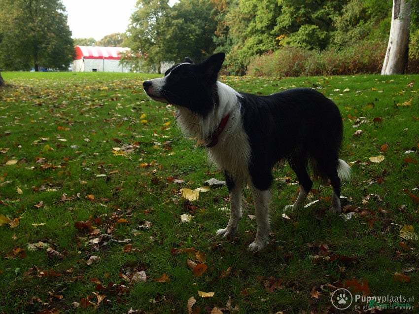 Border Collie honden Gijs zoekt een lief teefje in Tilburg - Advertentie 4