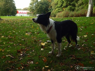 Border Collie honden Gijs zoekt een lief teefje in Tilburg - Advertentie 21