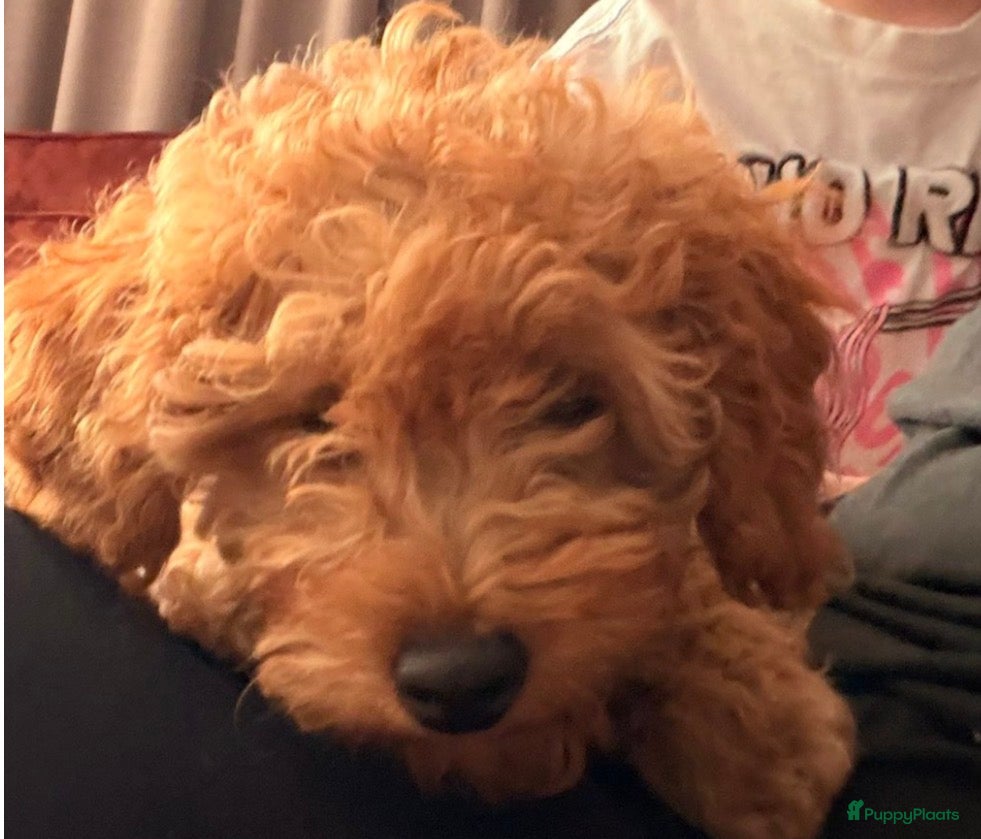 Poedel Toy honden Toy dwerg poedeltje - Advertentie 3
