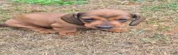 Teckel (korthaar)  honden te koop: Dwerg teckel pups - Advertentie 27