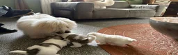 Coton De Tuléar honden te koop: Coton de Tuléar reutje beschikbaar - Advertentie 7