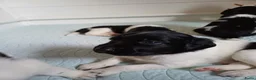 Friese Stabij honden te koop: Friese Stabij puppy's te koop - Advertentie 16