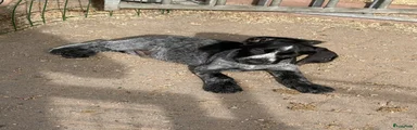 Duitse Staande Hond Draadhaar 1