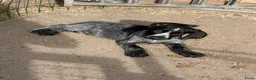Duitse Staande Hond Draadhaar honden te koop: Pups te koop  - Advertentie 5