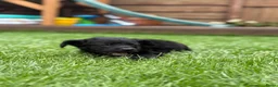 Kruising honden te koop: Lieve puppy’s 🐶  - Advertentie 4