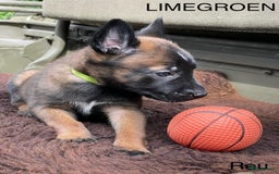 Mechelse Herder honden te koop: Mechelse herder puppy's  - Afbeelding 7