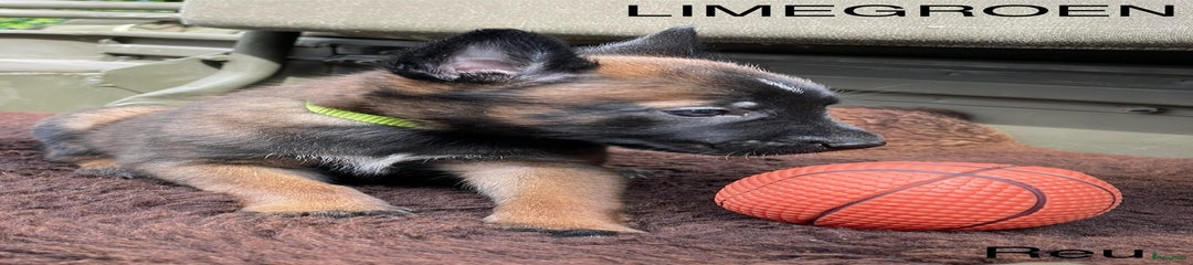 Mechelse Herder Puppy 6