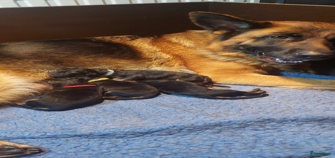 Galerij afbeelding {{count}}