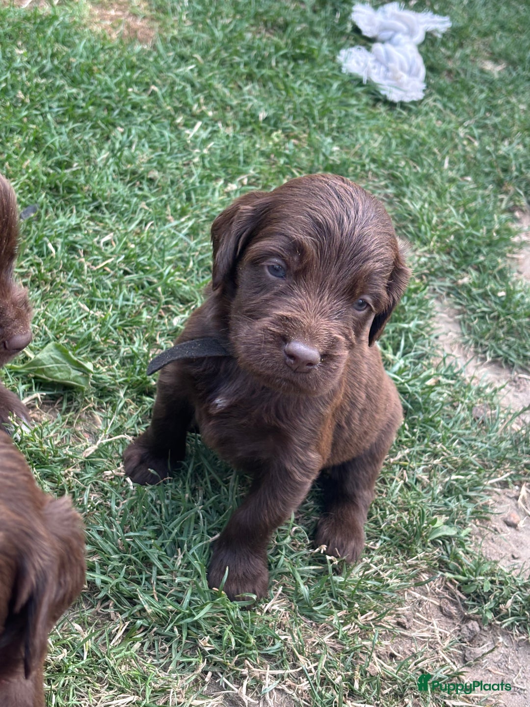 Duitse Staande Hond Langhaar honden te koop: Duitse staande langhaar pups  in Maastricht - Afbeelding 5