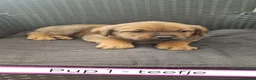 Kruising honden te koop: Rottweiler x moskovitische waakhond in De Westereen - Advertentie 37
