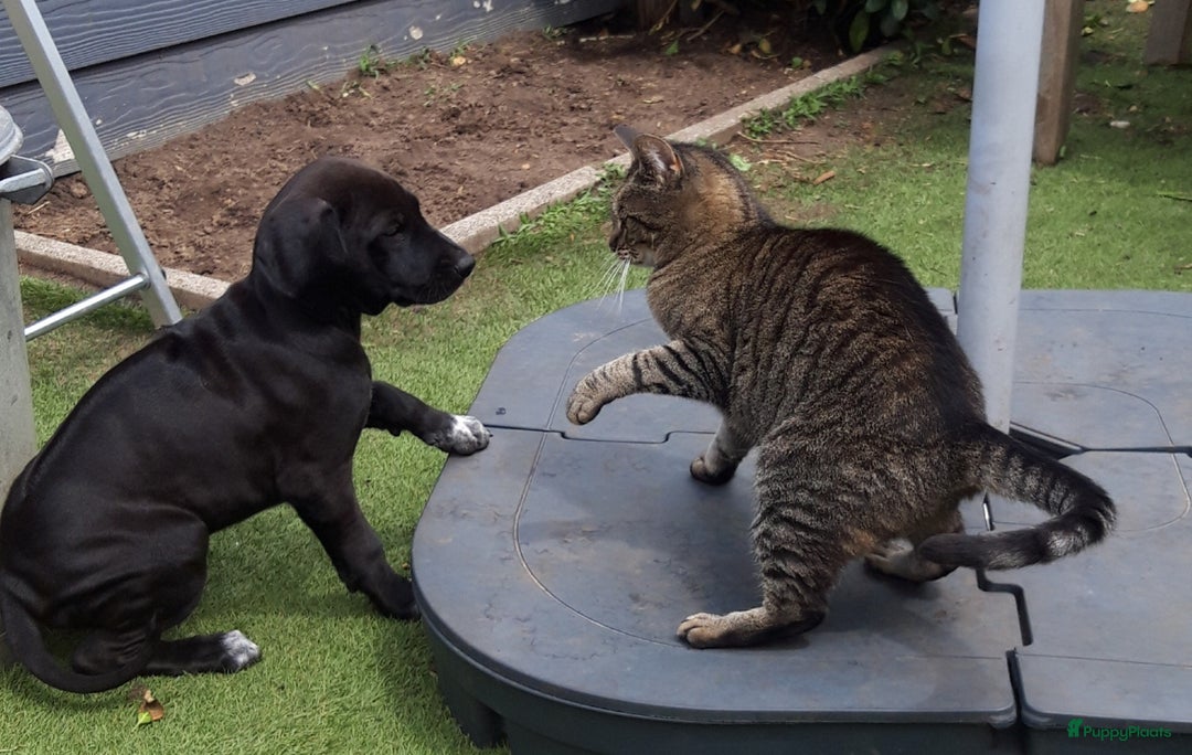 Rhodesian Ridgeback honden te koop: "Prachtige kruising Rhodesians"  in Bavel - Afbeelding 4