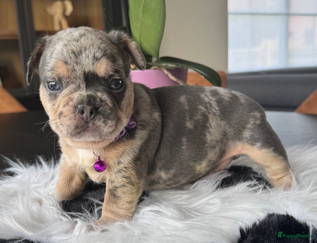 Franse Bulldog honden te koop: Prachtig Blue Merle Tan reu Franse Bulldog pups  - Afbeelding 4