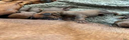 Rhodesian Ridgeback honden te koop: Prachtige Rhodesian Ridgeback pups met stamboom  - Advertentie 11