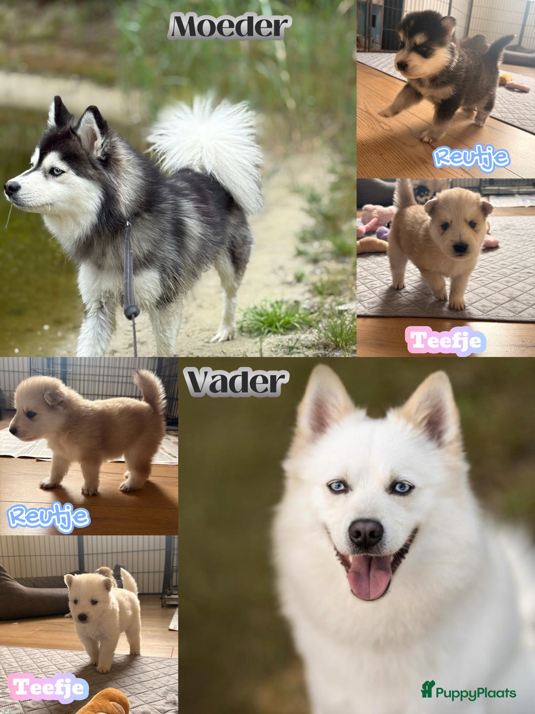 Pomsky honden te koop: 🌟 Prachtige Pomsky Pups te Koop  - Advertentie 22