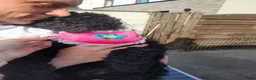 Australian Labradoodle honden te koop: Australian Labradoodle-teefje uit geteste ouders  - Advertentie 13