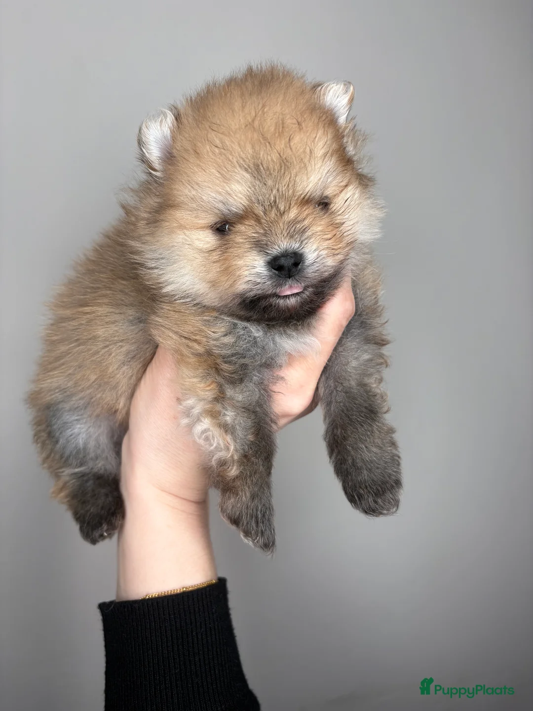 Pomeriaan honden te koop: 🐾 pomeriaan puppy,s teefjes en reutje - Advertentie 9