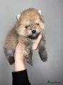 Pomeriaan Puppy