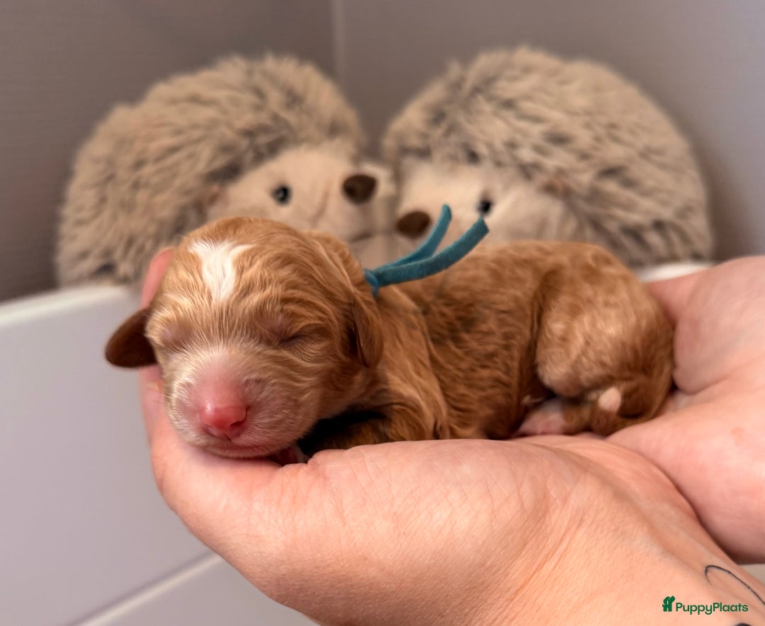 Australian Labradoodle honden te koop: Labradoodle puppy’s verwacht 🐶🐾 - Advertentie 15