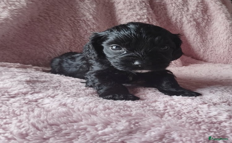 Cockapoo honden - Advertentie 1