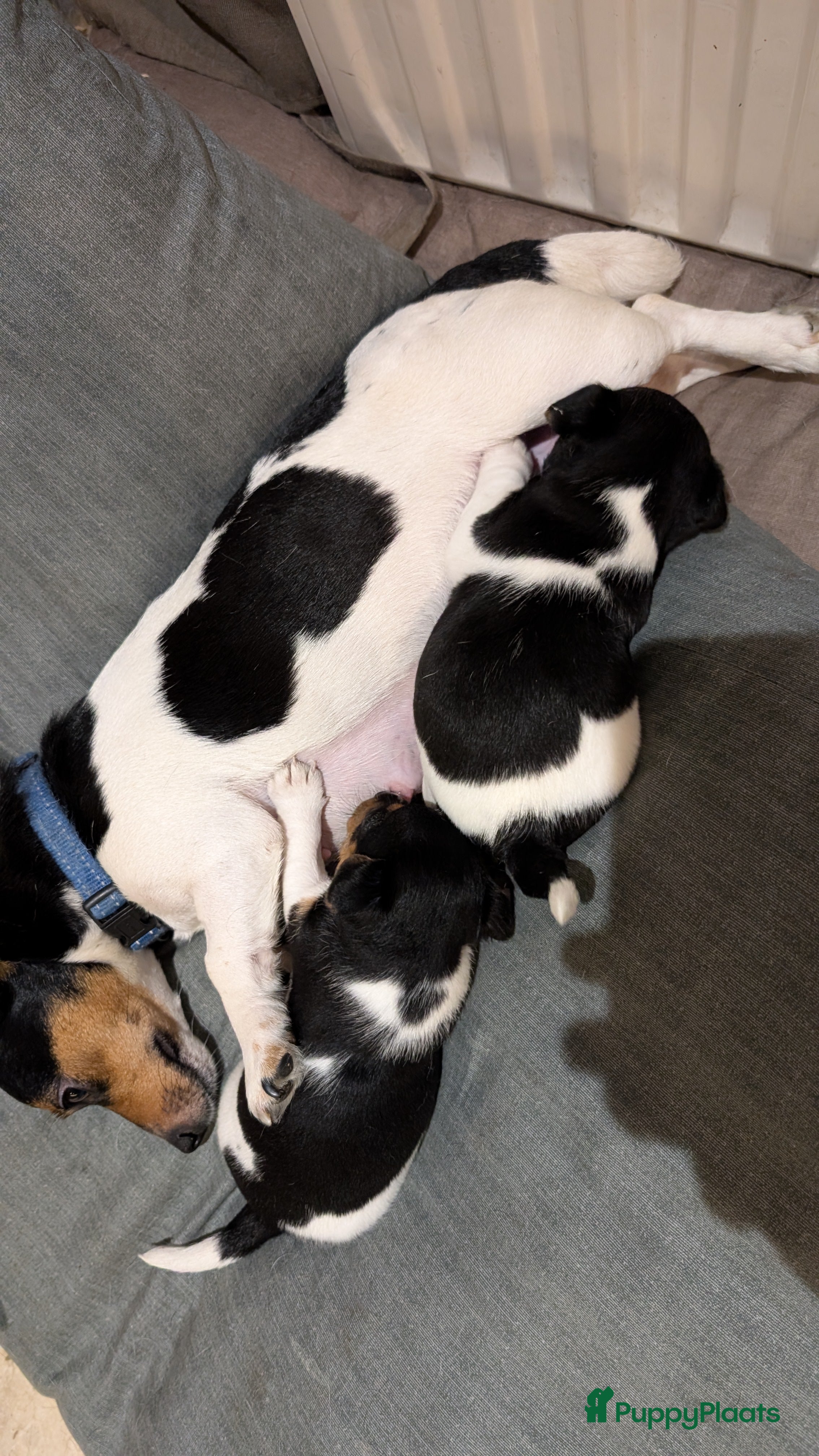 Jack Russel Terriër honden Jack Russell puppies  - Advertentie 3