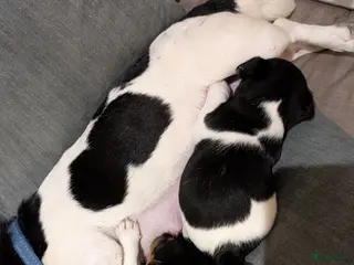 Jack Russel Terriër honden Jack Russell puppies - Advertentie 3