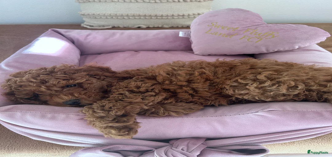 Galerij afbeelding {{count}}