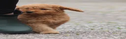 Cockapoo honden te koop: cockapoo pup, reutje - Advertentie 6