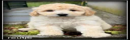 Labradoodle honden te koop: Labradoodle pups +/- 45cm inprijs verlaagd ivm vak - Advertentie 6