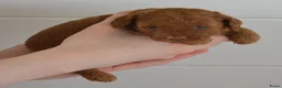 Poedel Toy honden te koop: Te koop toy poedel pups met FCI stamboom - Advertentie 2