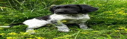 Friese Stabij honden te koop: Ras zuivere Friese Stabij pups - Advertentie 4