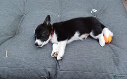 Welsh Corgi Cardigan honden te koop: 2 Welsh Corgi Cardigan pups te koop! in Barneveld - Afbeelding 6