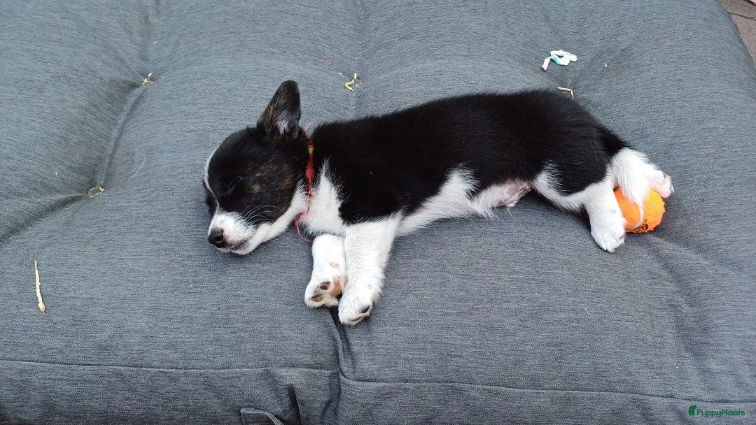 Welsh Corgi Cardigan honden te koop: 2 Welsh Corgi Cardigan pups te koop! in Barneveld - Afbeelding 6