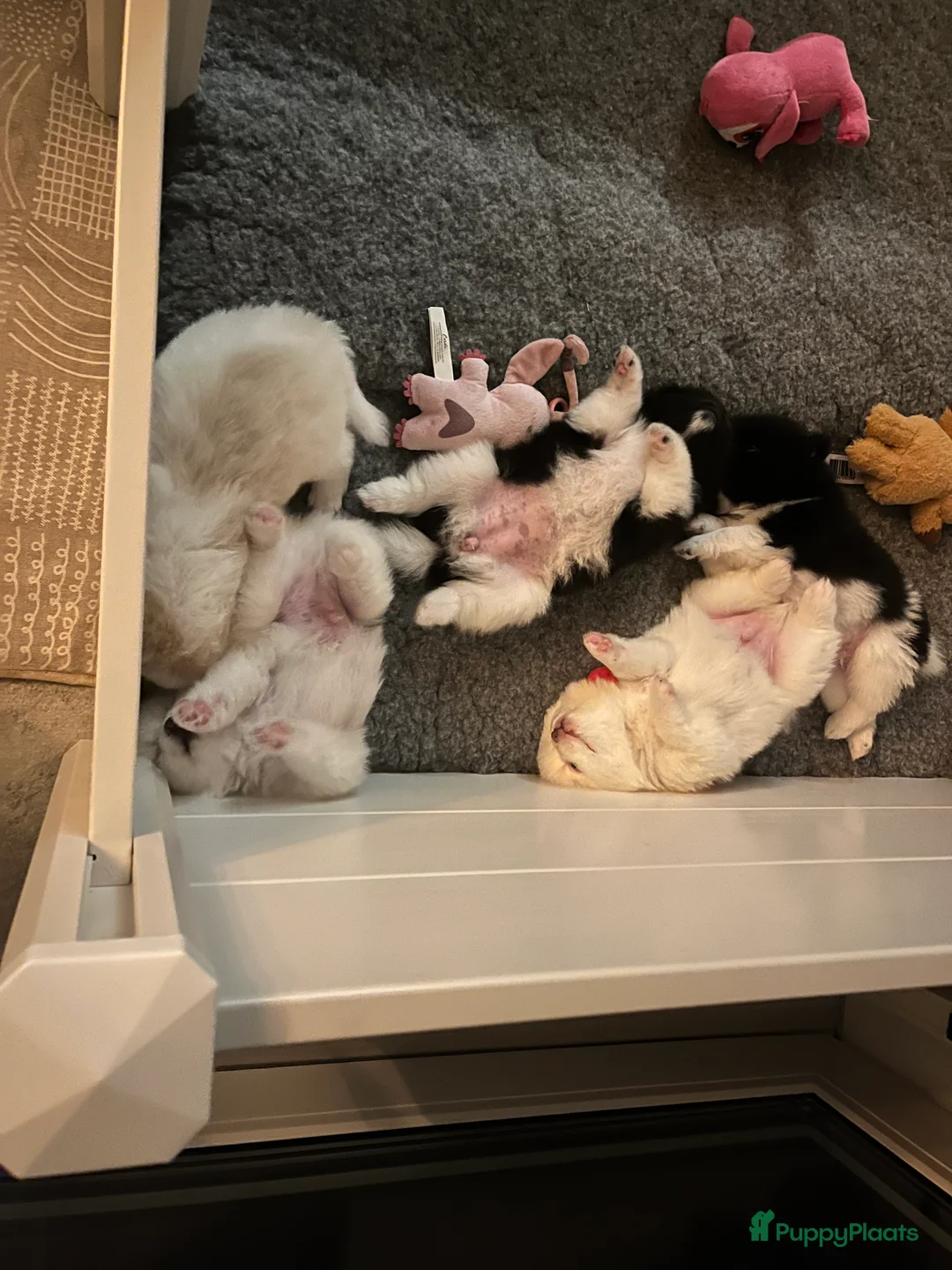 Kruising honden te koop: Teddydog  - Advertentie 1